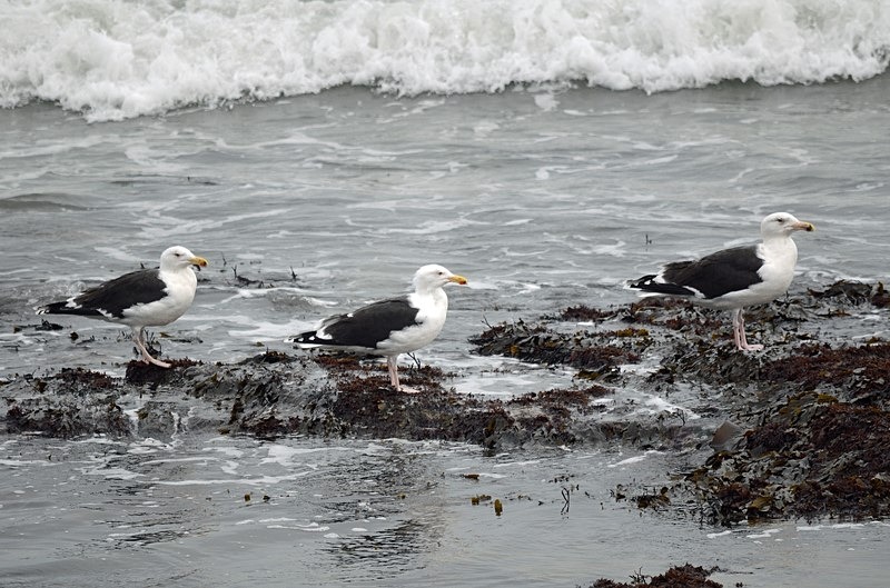 Great Black-backed Gulls - Ireland - January and February 2020