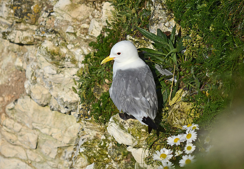 Kittiwake - Gulls