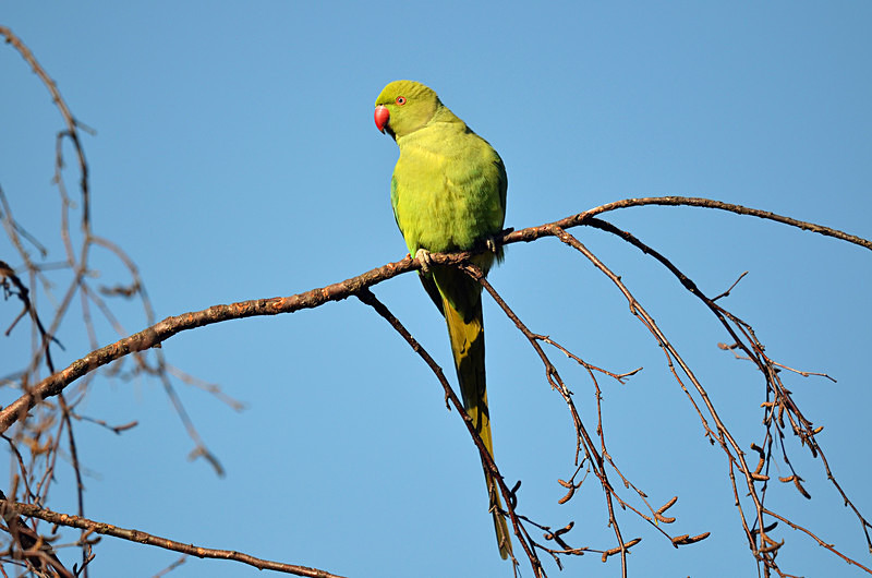 Ring-necked Parakeet - Parakeets