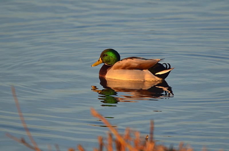 Mallard - Dabbling ducks