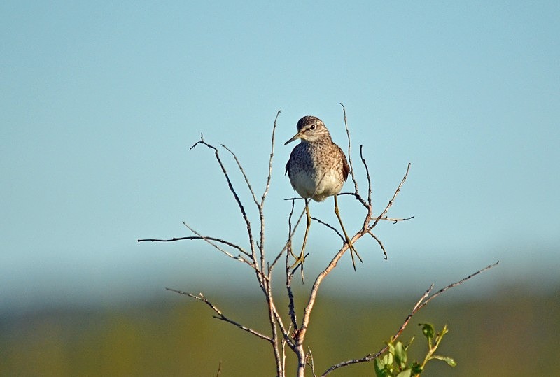 Wood Sandpiper - North Norway