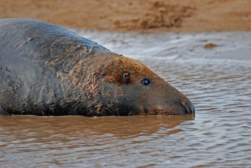 Atlantic Grey Seal - Atlantic Grey Seals