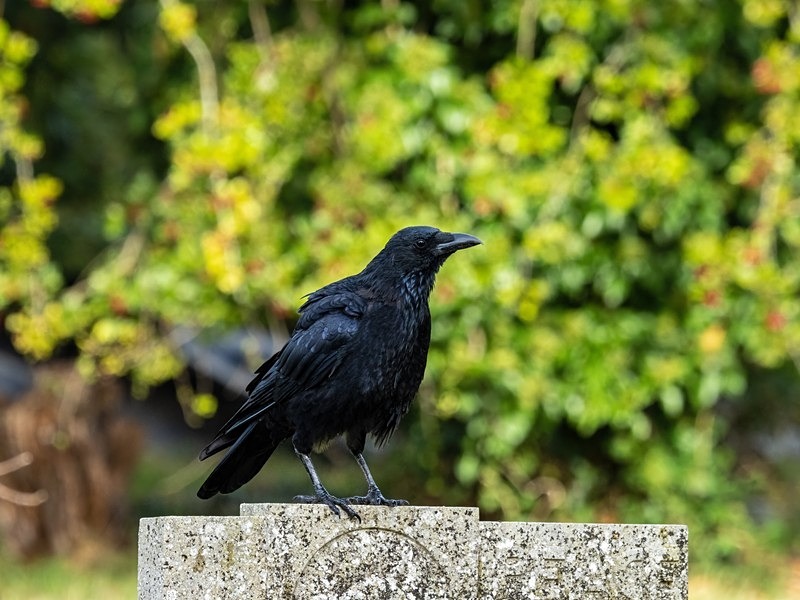Carrion Crow - Crows