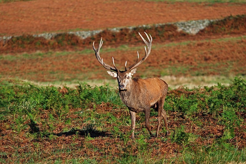 Red Deer - Red Deer