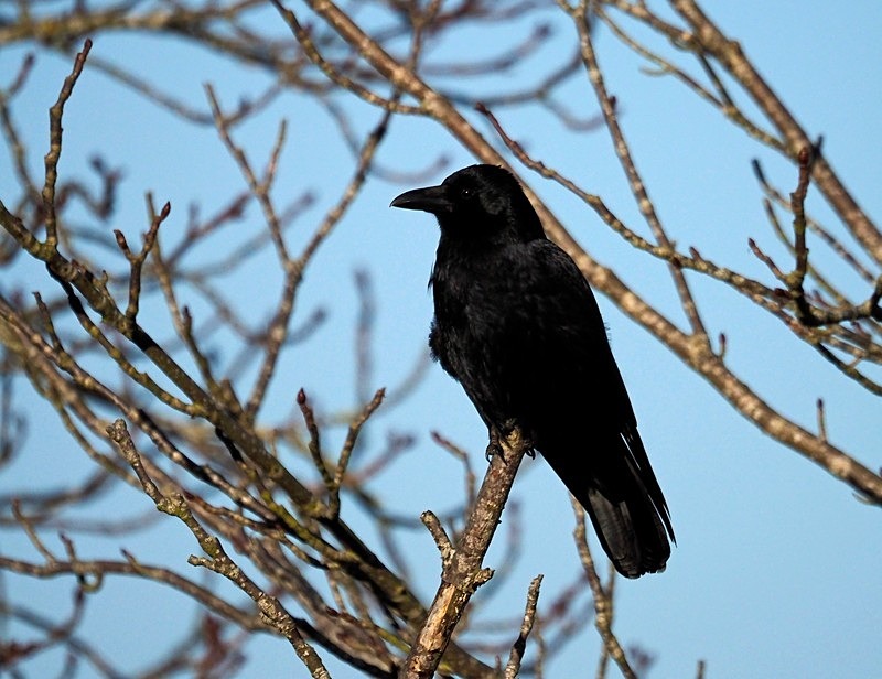 Carrion Crow - Crows