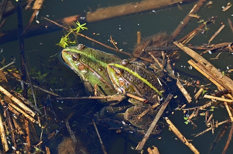 Marsh Frogs - Frogs and toads