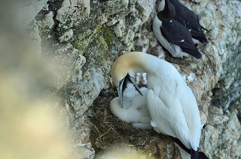 Gannets - Gannets