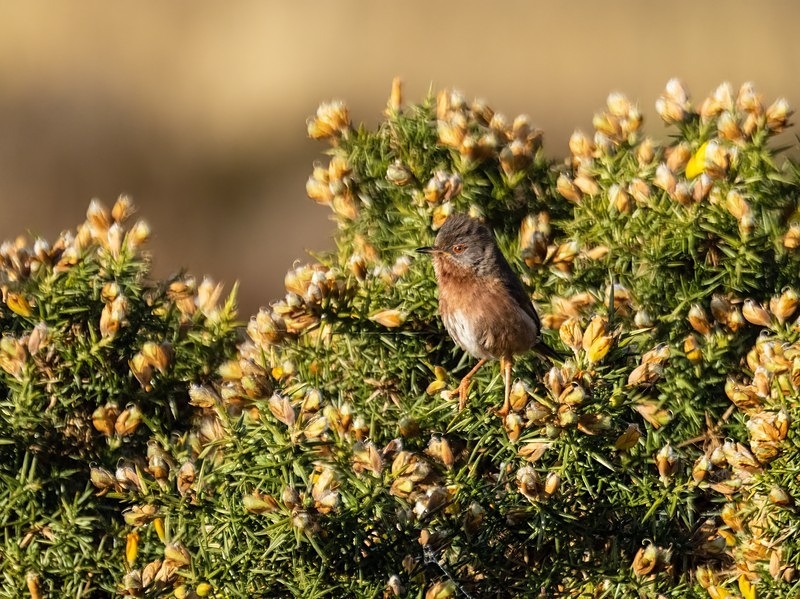 Dartford Warbler - Warblers