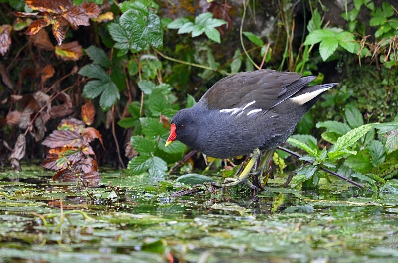 Moorhen - Crakes and rails