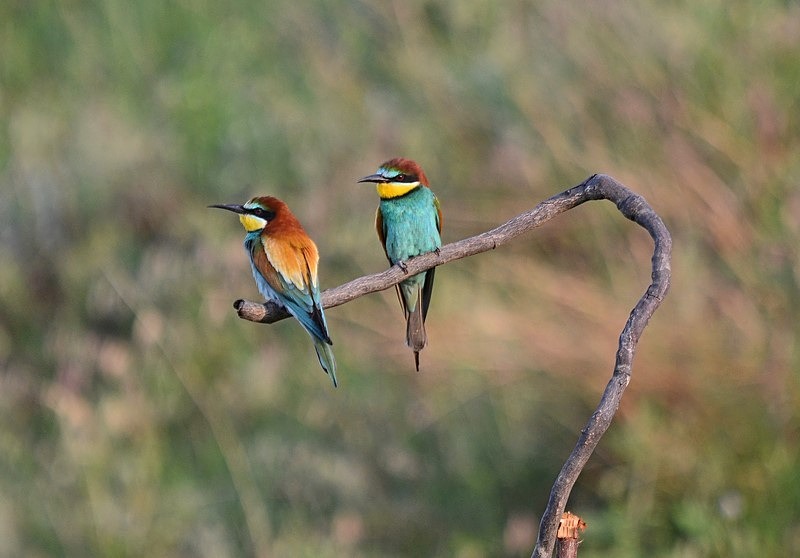 European Bee-eaters - Bulgaria