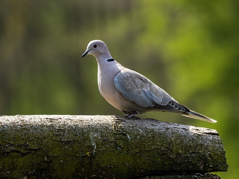 Collared Dove - Pigeons and doves