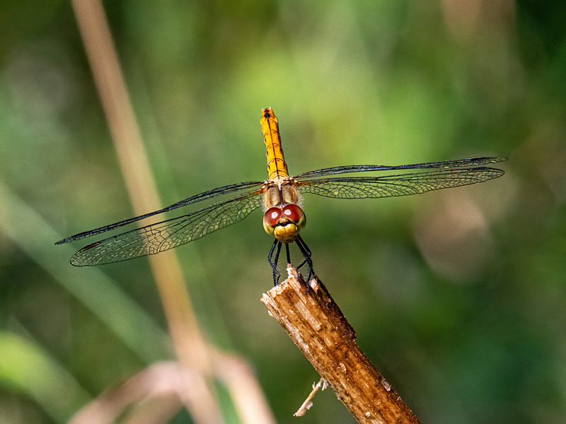 Ruddy Darter - Latest photos