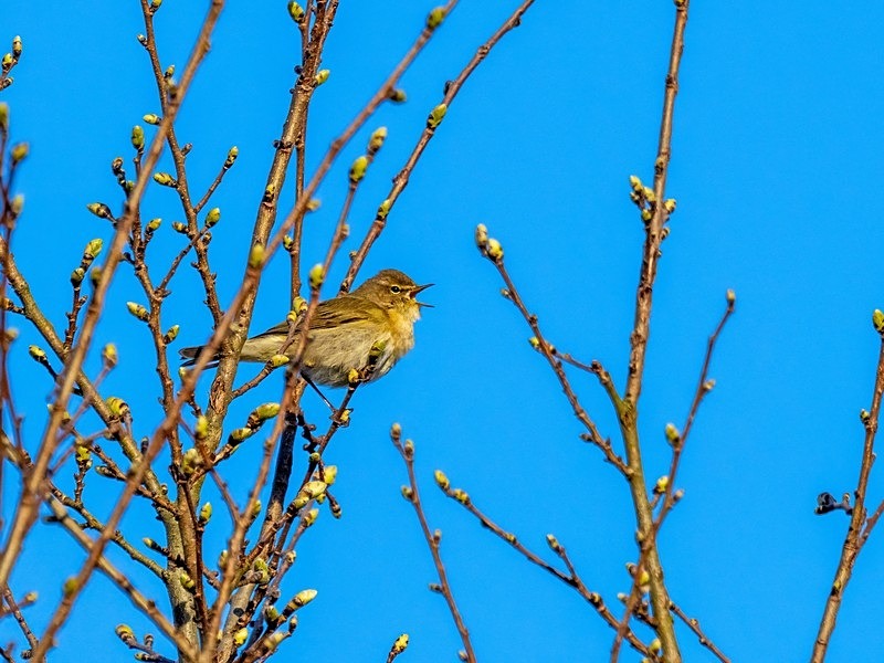 Chiffchaff - Warblers