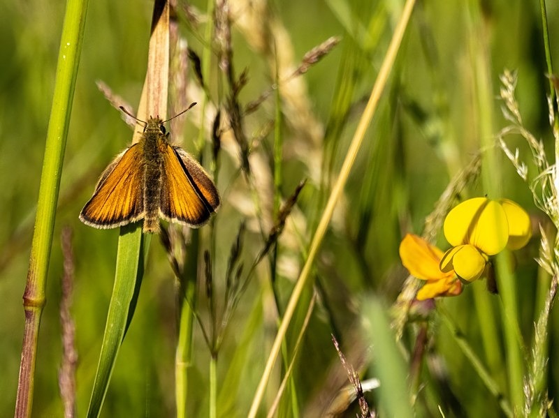 Essex Skipper - Butterflies