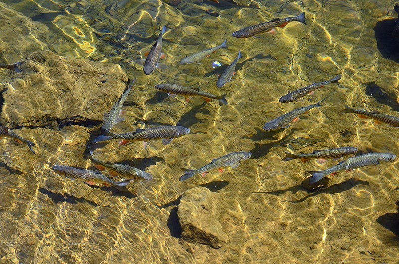 European Chub - Slovakia