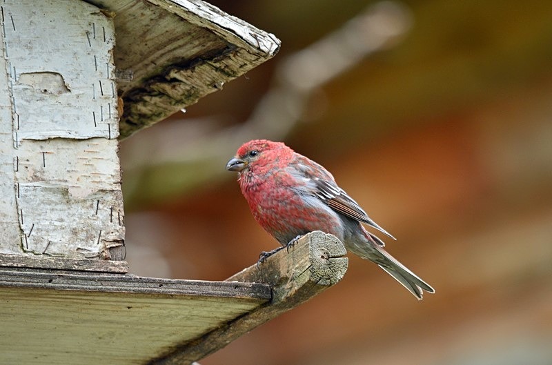 Pine Grosbeak - North Finland - part 1
