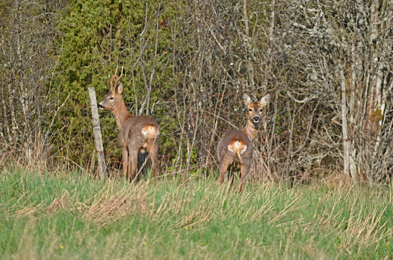 Roe Deer - Estonia