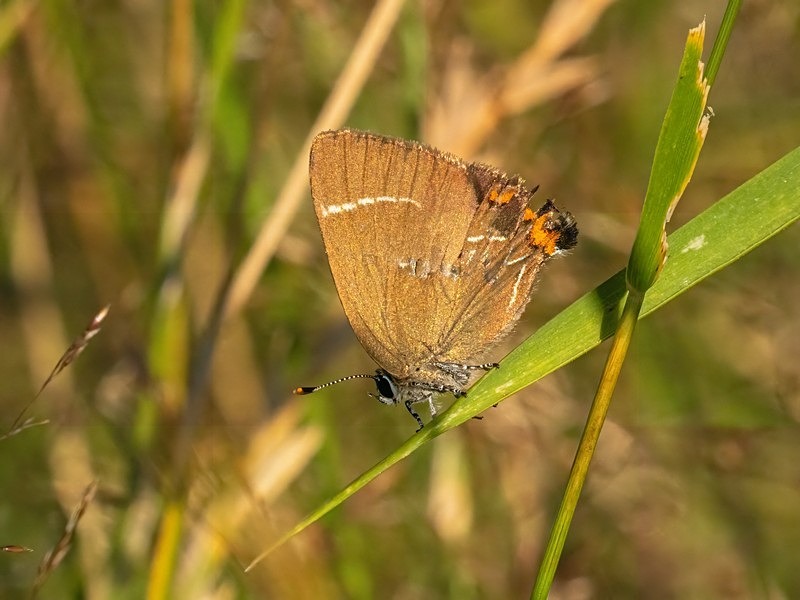 Purple Hairstreak - Butterflies