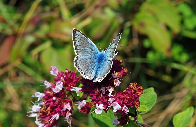 Chalkhill Blue - Butterflies