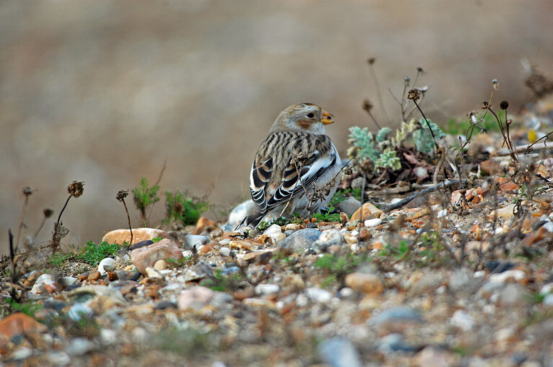 Snow Bunting - Buntings