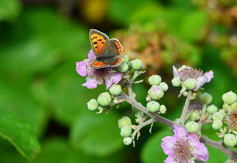 Small Copper - Butterflies