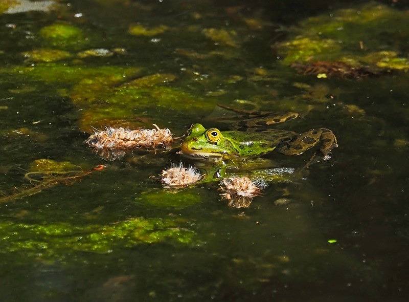 Edible Frog - Frogs and toads