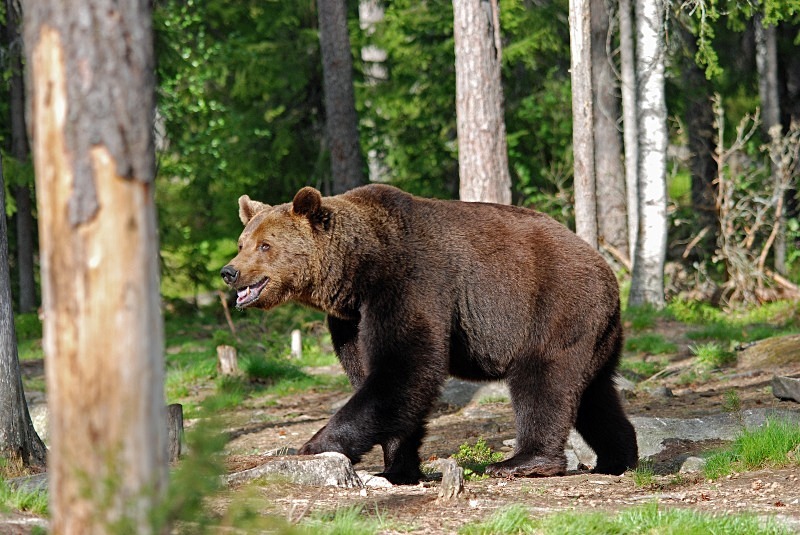 Brown Bear - North Finland and north Norway - May and June 2009