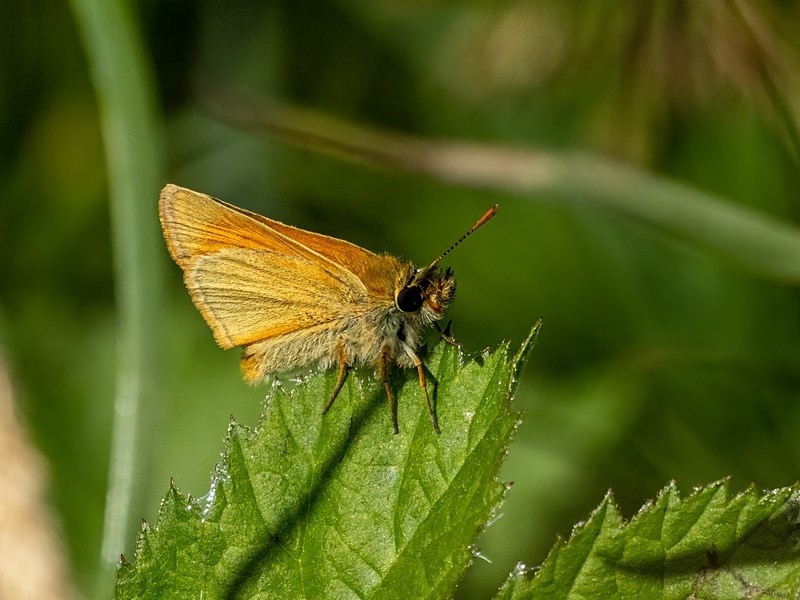 Small Skipper - Butterflies