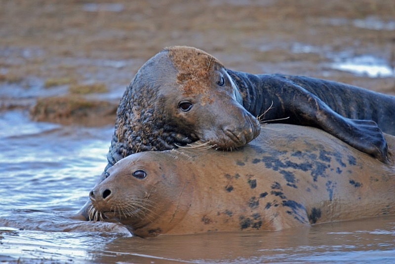 Atlantic Grey Seal - Atlantic Grey Seals
