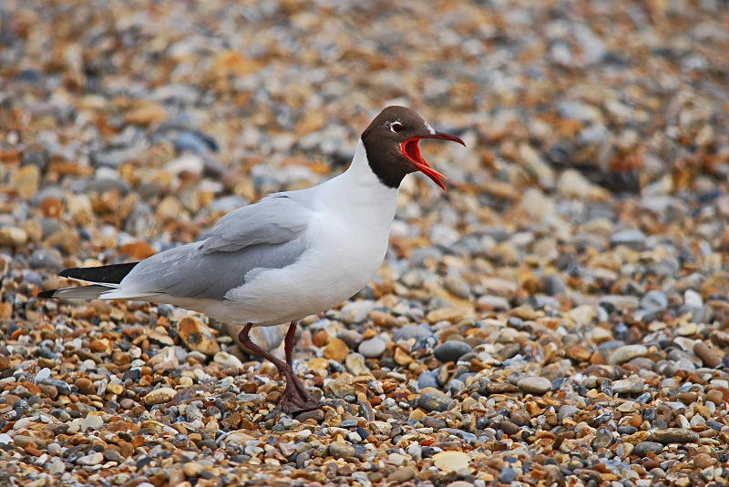 Black-headed Gull - Gulls