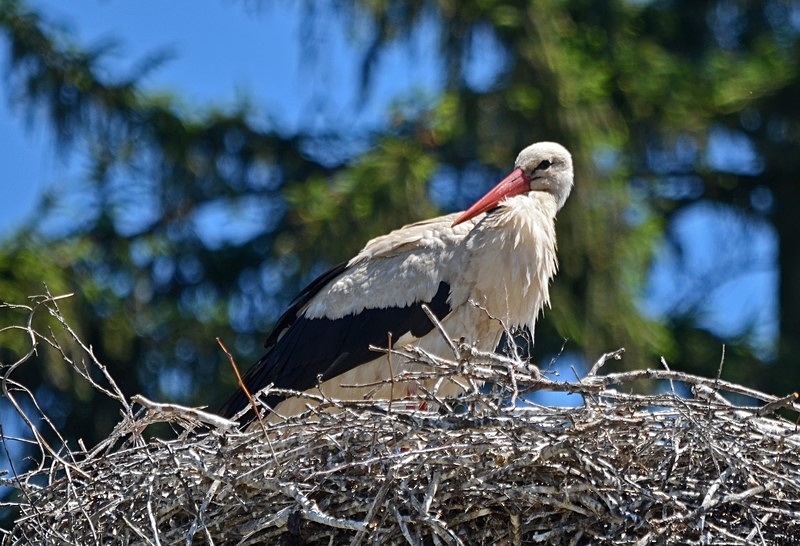 White Stork - Slovakia