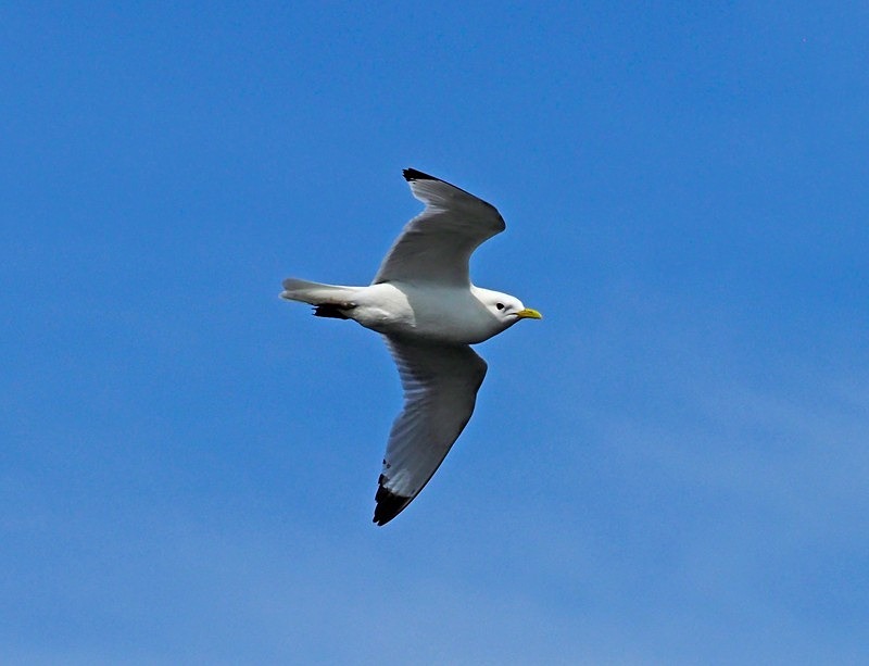 Kittiwake - Gulls