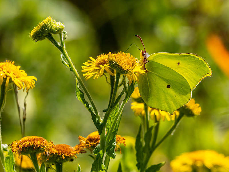 Brimstone - Latest photos