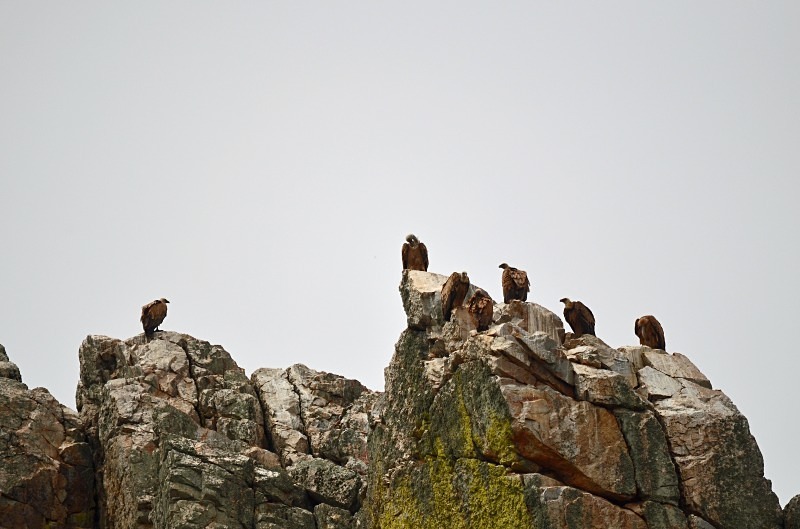 Griffon Vultures - South and west Spain - April and May 2012
