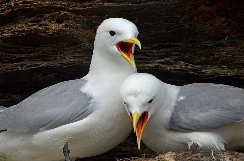 Kittiwakes - North Norway