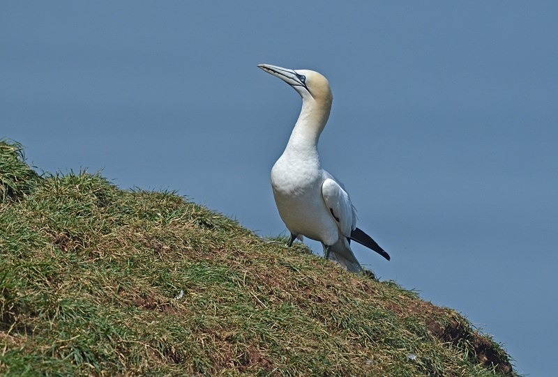 Gannet - Gannets