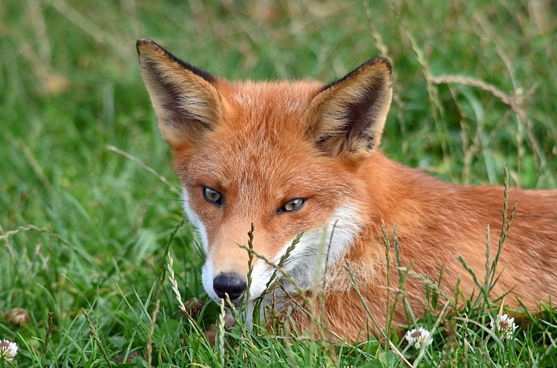 Red Fox - Red Fox