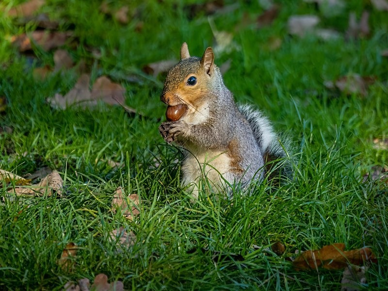 November 2022 - Grey Squirrel - Photos of the month