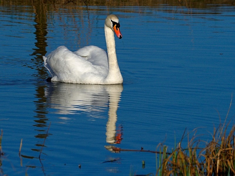 Mute Swan - Mute Swans