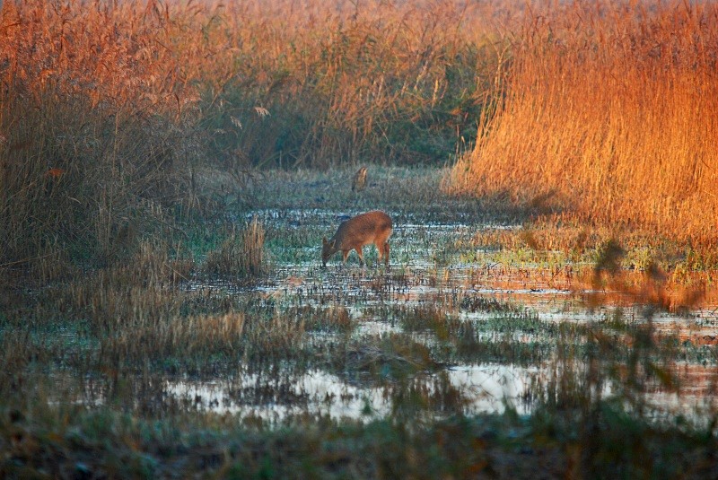 Chinese Water Deer - Other deer