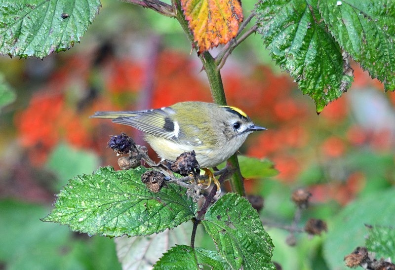 Goldcrest - Crests