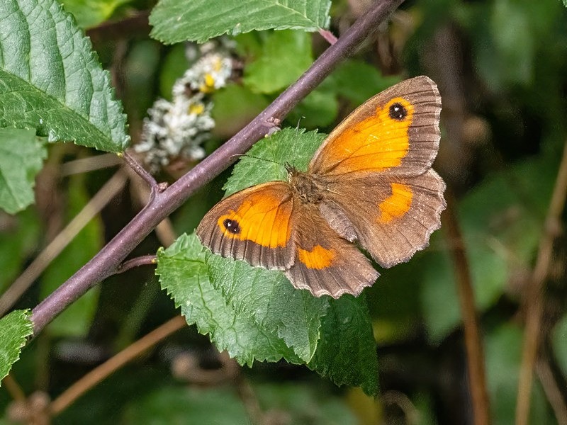 Gatekeeper - Butterflies