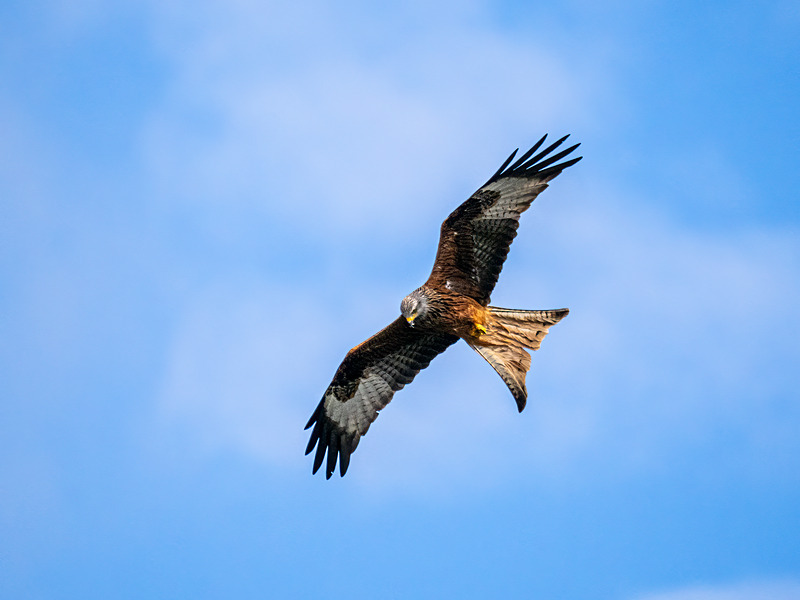 Red Kite - Latest photos