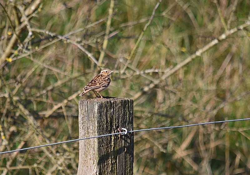 March to April 2014 - Woodlark - Photos of the month