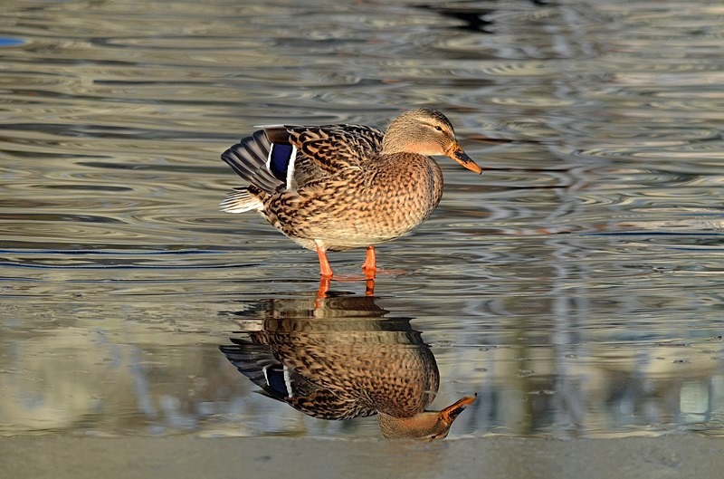 Mallard - Dabbling ducks