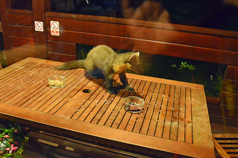 Pine Marten - Pine Martens