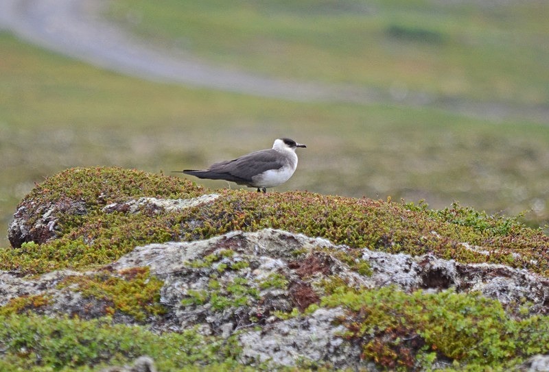 Arctic Skua - North Norway