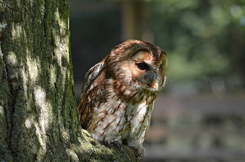 Tawny Owl - Tawny Owl