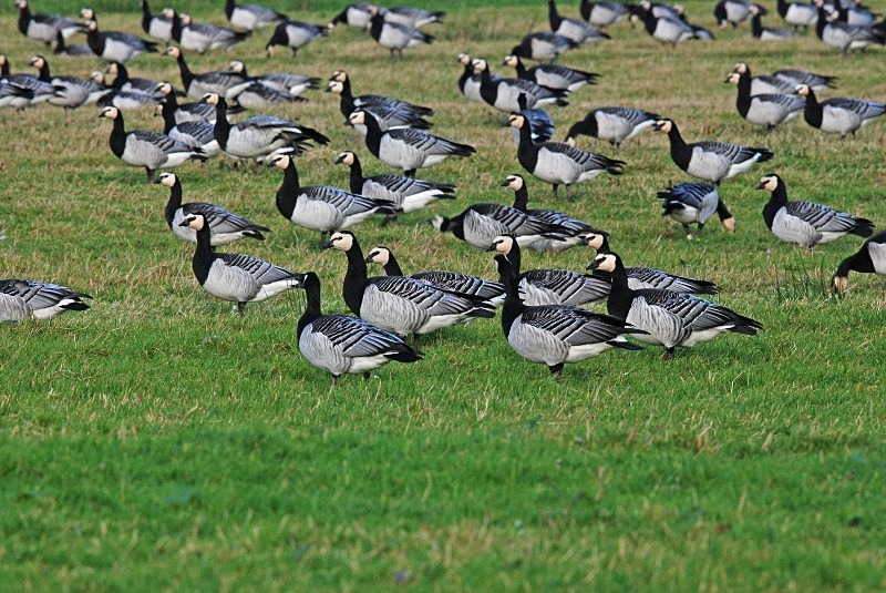 Barnacle Geese - Black geese