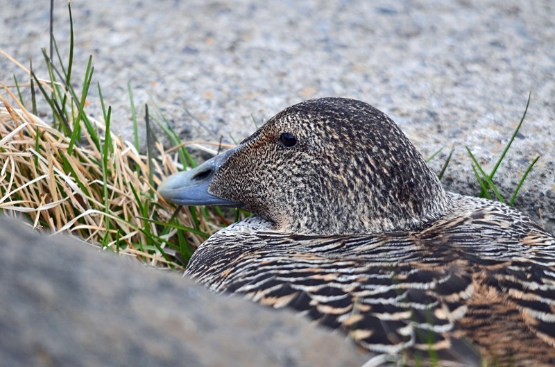 Eider - Westfjords